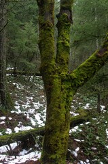 Fototapeta premium Moss covered tree trunk in a snowy pacific northwest forest. 