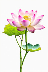 A pink lotus flower with green leaves isolated on white background. ai generative