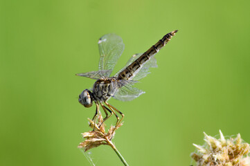 dragonfly on a branch