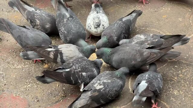 Closeup shot of bunch of pigeons feeding on a street of Kolkata, India during daytime.
