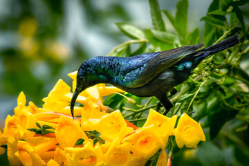 sunbird on flowers