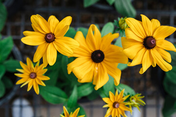 yellow flowers in the garden