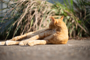 Cute ginger cat lying in the sun. Selective focus.
