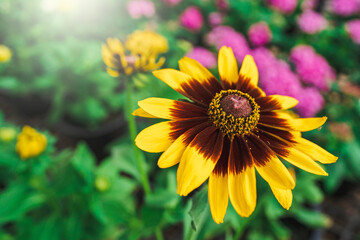 Blooming Black Eyed Susan Flowers  In The Plant Pot Indoor.