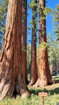 Tall sequoia trees, Yosemite National Park, USA