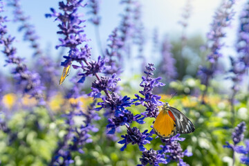 Beautiful butterfly on blue salvia flower against sunny background.