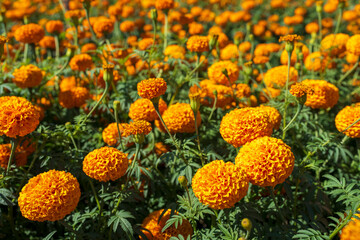 Blossom marigolds at field in summer.