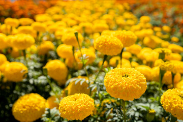 Selective marigolds flower at field.