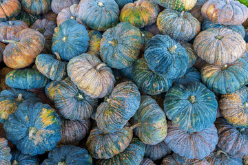 Top view pile green pumpkin in the market. 