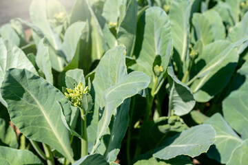 Obraz premium Growing kale buds at field.