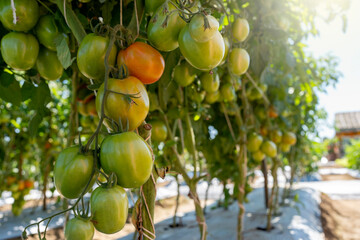 Growing green tomatoes on tree on sunny day.