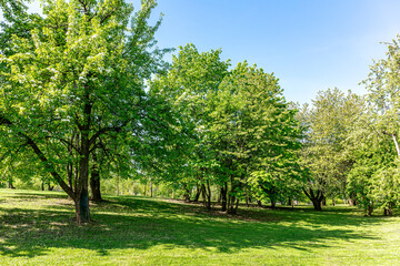 Fototapeta na wymiar sunny day in park at spring time. fresh leafy trees, green grass, blue sky.