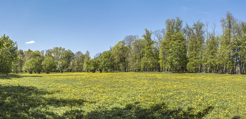 green park in bright sunny day. panoramic view on blue sky background.