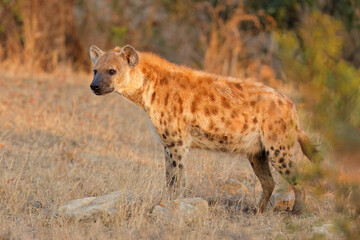A spotted hyena (Crocuta crocuta) in natural habitat, Kruger National Park, South Africa.