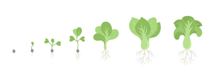 Bok choy plant growth stages. Chinese cabbage. Growing cycle. Harvest progression. Vector illustration.