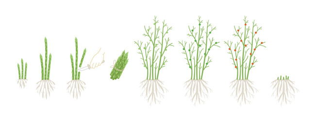 Asparagus plant growth stages. Growing cycle. Harvest progression. Vector illustration. - obrazy, fototapety, plakaty