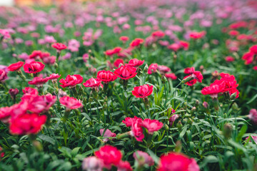 Flowers in the greenhouse,Flowers are blooming in the greenhouse.