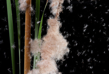 Typha angustifolia. Broadleaf cattail also known with seeds float away in the wind which known as seed dispersal - 728207300