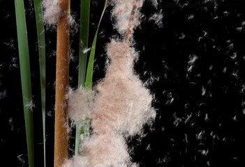 Tuinposter Typha angustifolia. Broadleaf cattail also known with seeds float away in the wind which known as seed dispersal © showcake