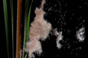 Typha angustifolia. Broadleaf cattail also known with seeds float away in the wind which known as...