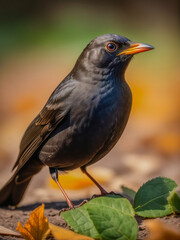 Fototapeta premium Close-up photo of a black crow