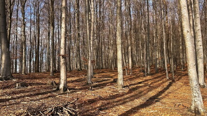 Sunny winter day in forest with bare trees