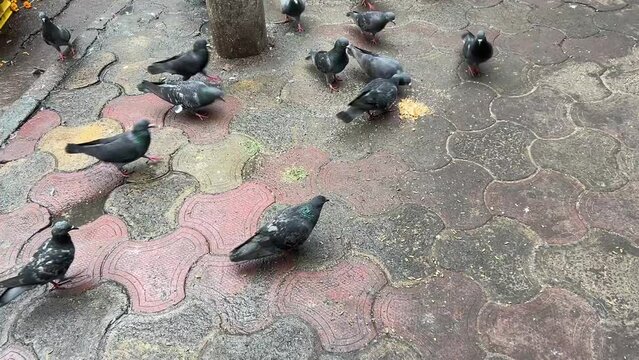 A man feeding a bunch of pigeons on a street in India during daytime.