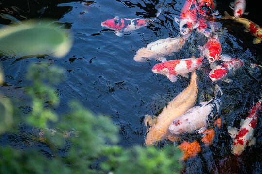 Colorful crap fish or koi fish swimming in water pond. Animal portrait close-up and selective focus photo.