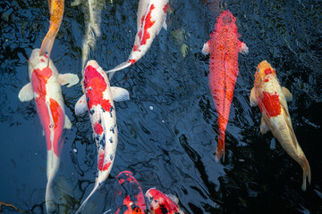 Colorful crap fish or koi fish swimming in water pond. Animal portrait close-up and selective focus...