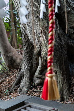 Okamoto Hachiman shrine in tokyo.
local small town shrine but have good trees
東京の岡本八幡宮です。