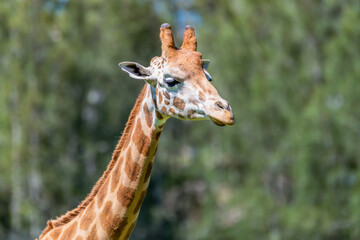 Obraz premium Rothschild giraffe