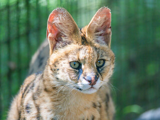 African Serval