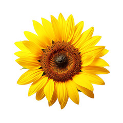 Plant of sunflower isolated on transparent PNG background, Generative ai
