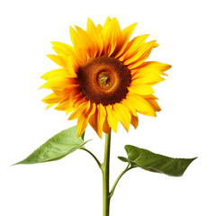 Plant of sunflower isolated on transparent PNG background, Generative ai