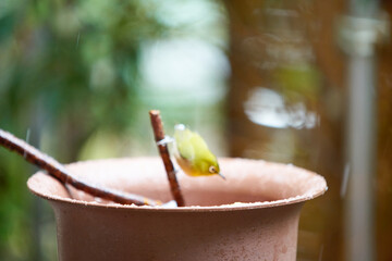 みかんを食べる野鳥のメジロ