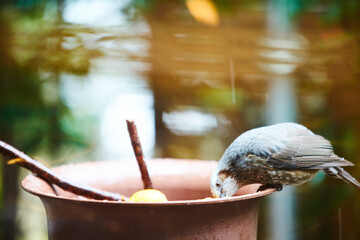 ご飯を食べに来た野鳥のヒヨドリ