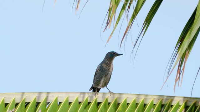 Blue rock thrush (Monticola solitarius) bird perched on coconut palm leaf against blue sky