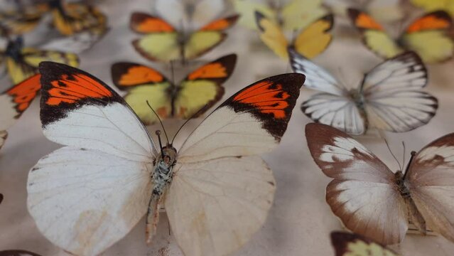 Butterfly collection. collection of butterflies of various species
