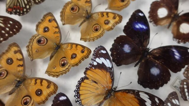 Butterfly collection. collection of butterflies of various species