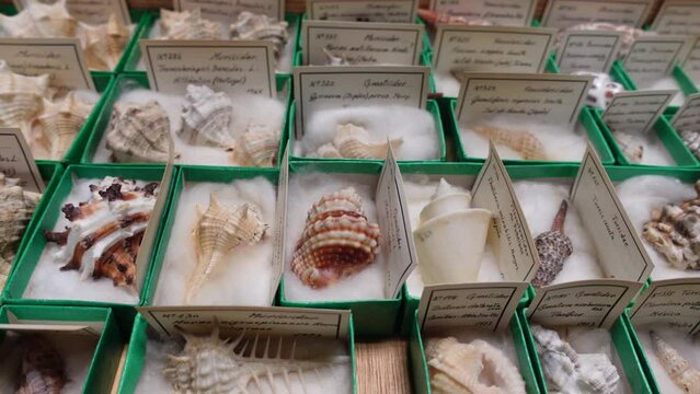 shell collection. shells from different countries