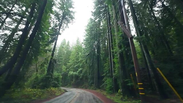 Slow driving through empty country road, tall trees road trip in woods 