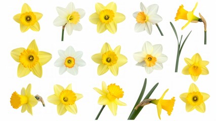 Fototapeta na wymiar daffodils on white background.