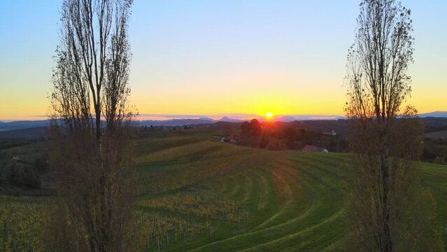 Stunning aerial 4K drone footage of a Slovenian countryside. Push in shot between two trees. This video shows beautiful slovenian region surrounded with vineyards during the sunset.