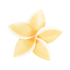 frangipani flower © LarnVerse