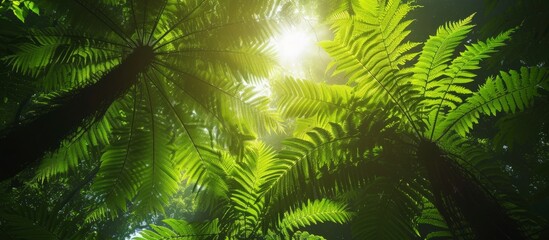 Sunlit Rainforest with Lush Ferns: A Mesmerizing Sunlit Rainforest Canopy with Vibrant Ferns Underneath
