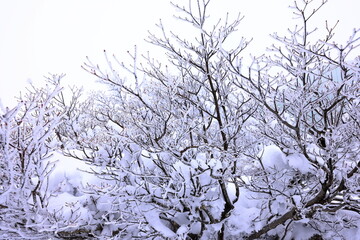 Japanese Winter Scene at Zao Zaoonsen Yamagata in the northeastern region of 
Japan
