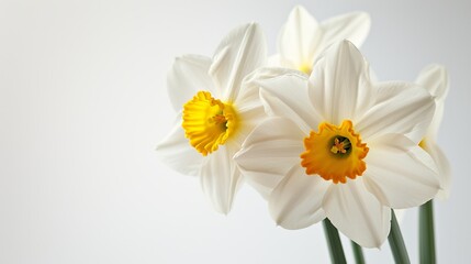 Fototapeta premium daffodils on white background.