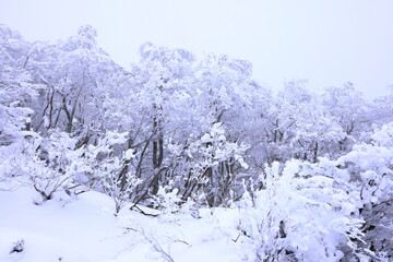 Japanese Winter Scene at Zao Zaoonsen Yamagata in the northeastern region of 
Japan
