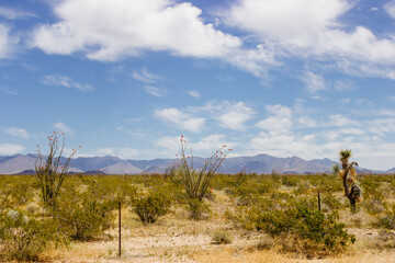  Desert in Arizona with green bushes and cacti on a sunny day with blue sky and white clouds. Nature near Phoenix, Arizona, USA