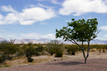 Desert in Arizona with green bushes and cacti on a sunny day with blue sky and white clouds. Nature...